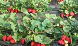 爆料种植草莓视频大全下载,揭秘草莓种植技巧与奥秘