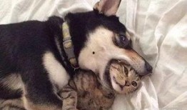 西安狗狗爆料事件最新消息,真相大白，背后原因令人震惊